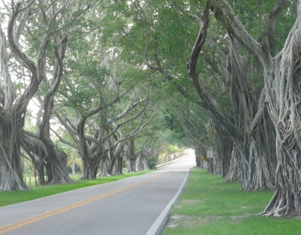 road and trees